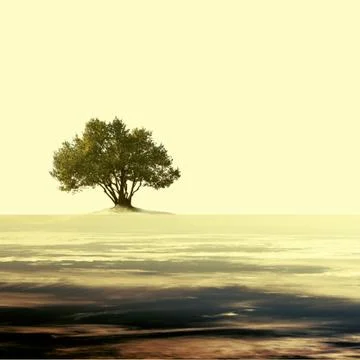 Vintage empty landscape with single olive tree. Stock Photos