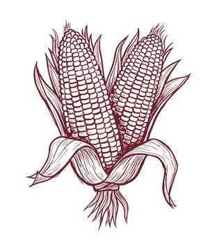 Vintage Engraved Corn Cob Maize Botanical Farm Fresh Organic Illustration Stock Illustration