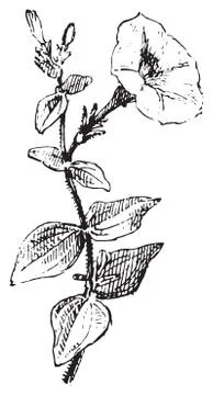 Vintage engraving. Stock Illustration