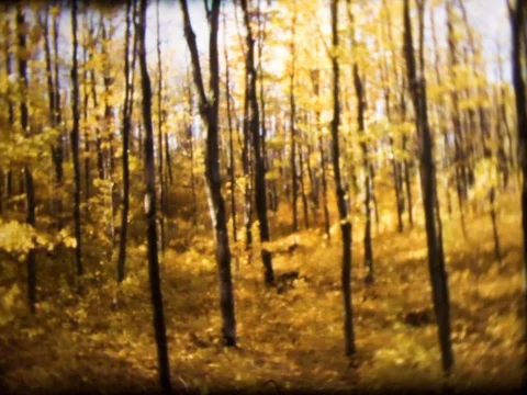 Vintage Fall Trees 1950s Stock Footage 81309453