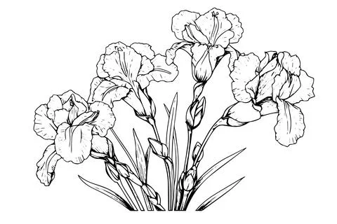 Vintage Floral Vector Illustration: Iris Flowers in Art Nouveau Style, Black Stock Illustration