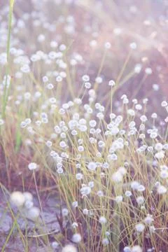 Vintage flower background Stock Photos