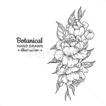 Bouquet Drawing PNG Transparent Images Free Download | Vector Files |  Pngtree
