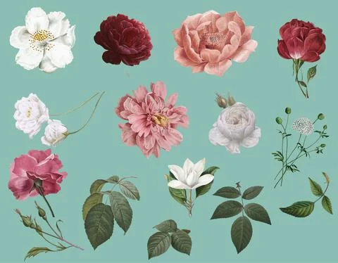 Vintage flower drawings Illustrazione stock
