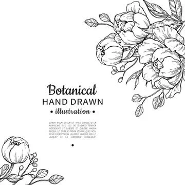 Vintage flower vector frame drawing. Peony, rose, leaves and ber Stock Illustration