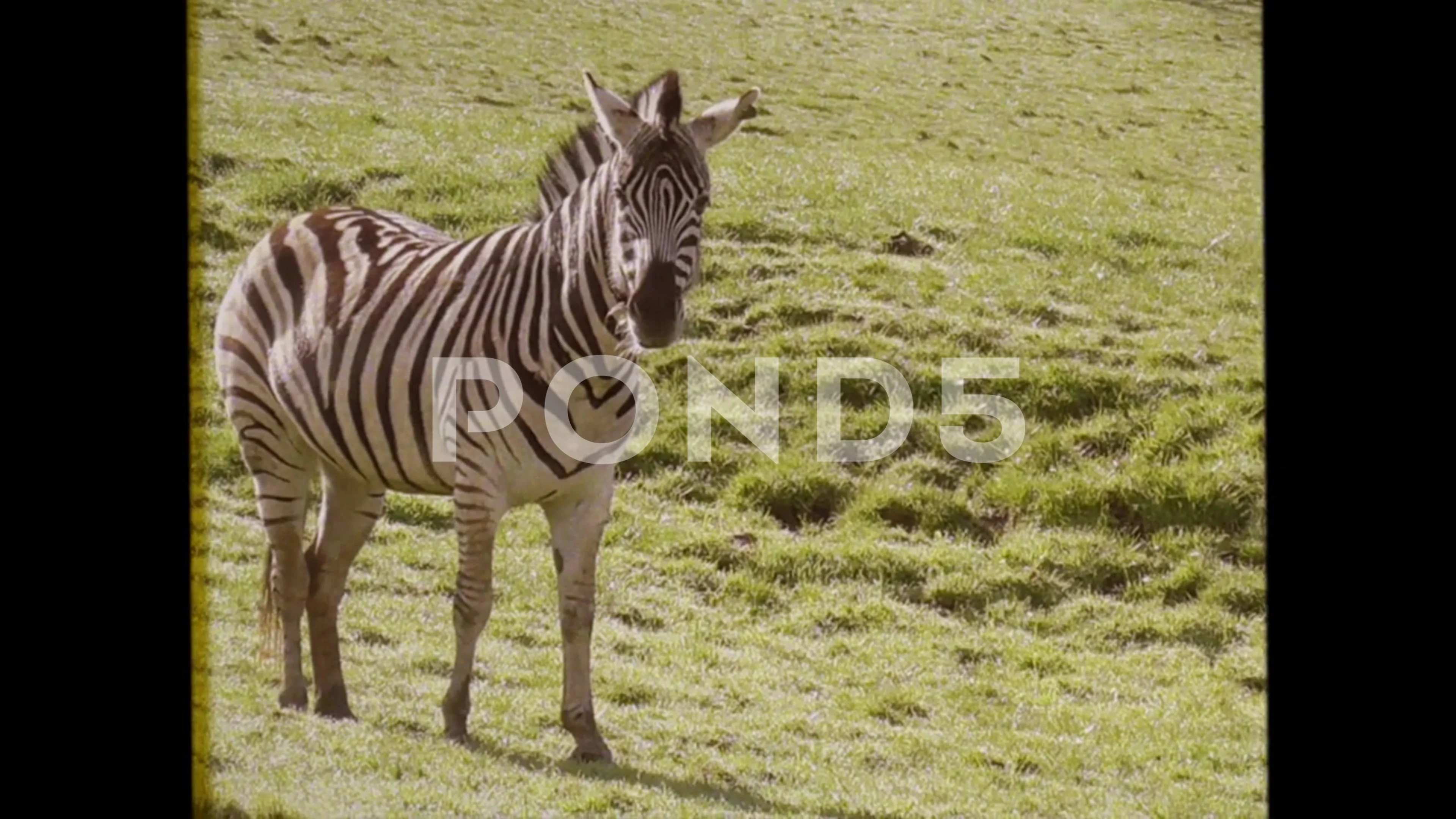 leucistic zebra