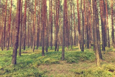 Vintage forest background Fotos de archivo