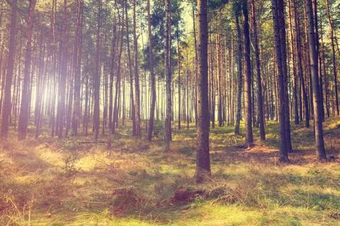 Vintage forest background Stock Photos