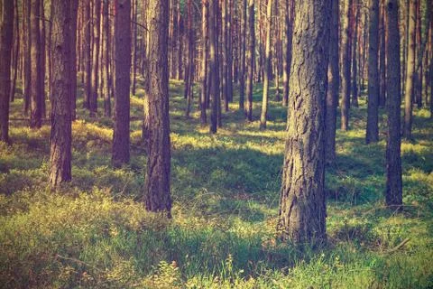 Vintage forest background Stock Photos