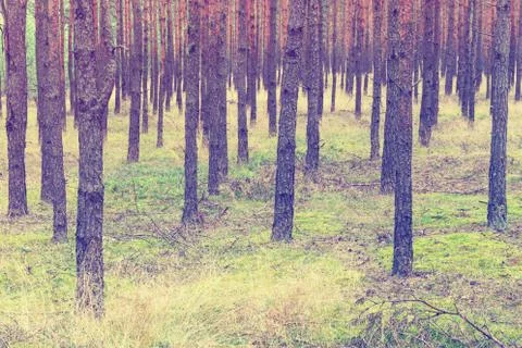Vintage forest background 写真素材