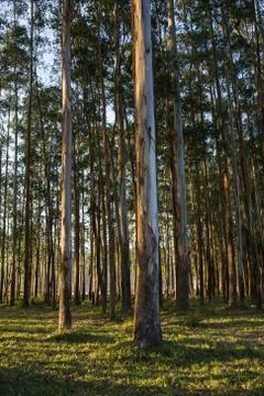 Vintage forest background Stock Photos