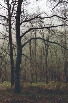 Vintage forest with bare branches Stock Photos