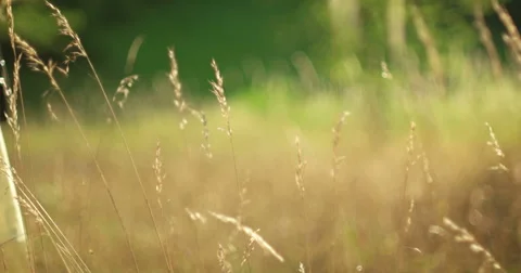 Vintage girl with camera in the fields Stock Footage 53124152