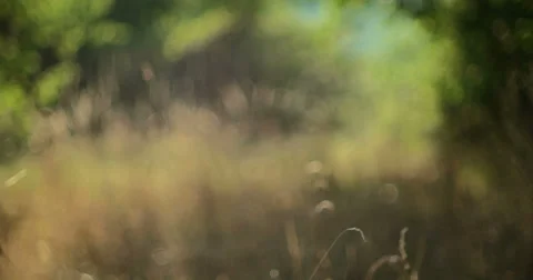 Vintage girl with camera in the fields 스톡 동영상 53124487