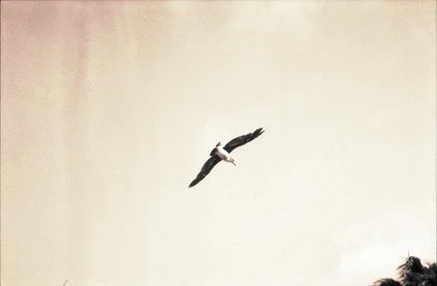 Vintage Gull Foto stock