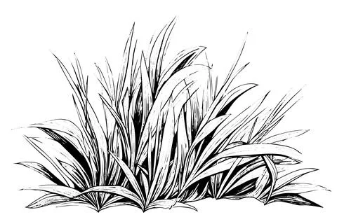 Vintage Hand-Drawn Grass Vector Sketch. Engraved style plant illustration. Stock Illustration