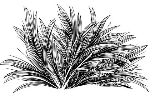 Vintage Hand-Drawn Grass Vector Sketch. Engraved style plant illustration. Stock Illustration