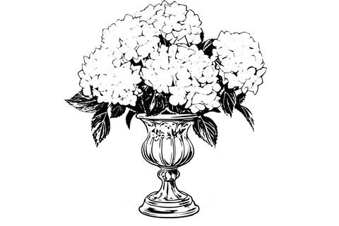 Vintage Hand-Drawn Hydrangea Vector Illustration: Sketch of Hortensia Flower in Stock Illustration