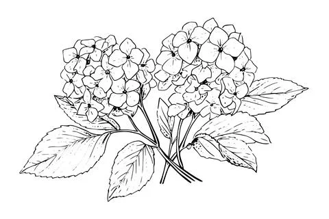 Vintage Hand-Drawn Hydrangea Vector Illustration: Sketch of Hortensia Flower Stock Illustration
