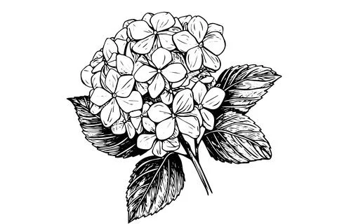 Vintage Hand-Drawn Hydrangea Vector Illustration: Sketch of Hortensia Flower Stock Illustration