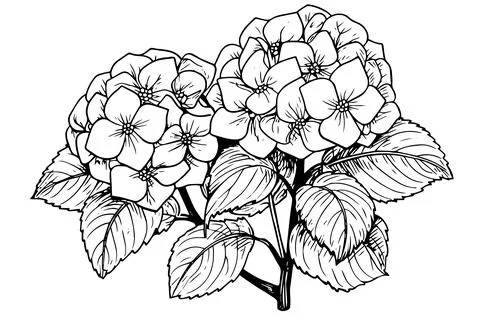 Vintage Hand-Drawn Hydrangea Vector Illustration: Sketch of Hortensia Flower Stock Illustration