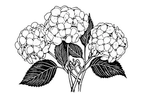 Vintage Hand-Drawn Hydrangea Vector Illustration: Sketch of Hortensia Flower Stock Illustration