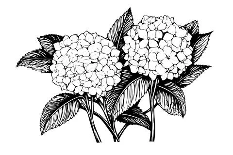 Vintage Hand-Drawn Hydrangea Vector Illustration: Sketch of Hortensia Flower Illustrazione stock