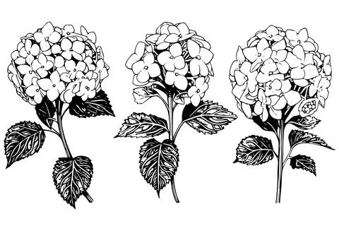 Vintage Hand-Drawn Hydrangea Vector Illustration: Sketch of Hortensia Flower Stock Illustration