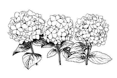 Vintage Hand-Drawn Hydrangea Vector Illustration: Sketch of Hortensia Flower Illustrazione stock