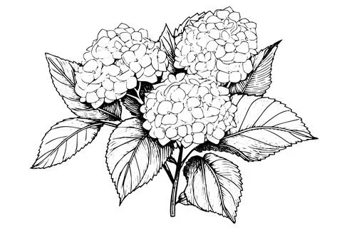 Vintage Hand-Drawn Hydrangea Vector Illustration: Sketch of Hortensia Flower Stock Illustration