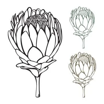 Vintage handdrawn protea Stock Illustration