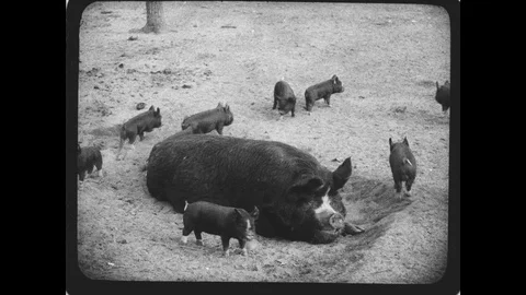 Vintage Hogs Stock Footage 129049470