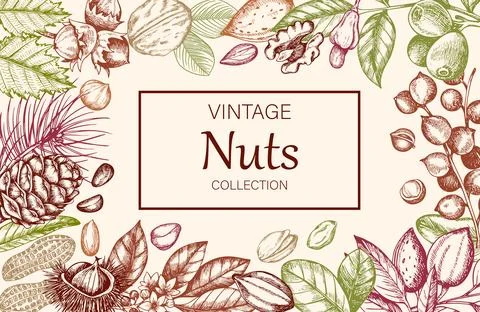 Vintage horizontal background with various nuts. Stock Illustration