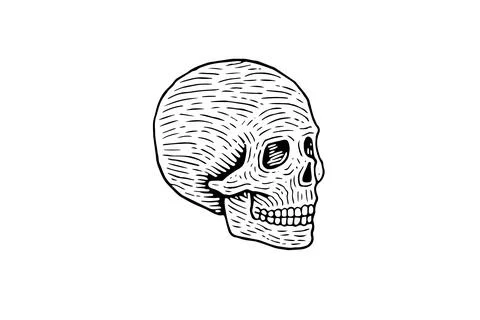 Vintage Human Skull Vector: Engraved Anatomy Illustration. Logo Simple Icon. Stock Illustration