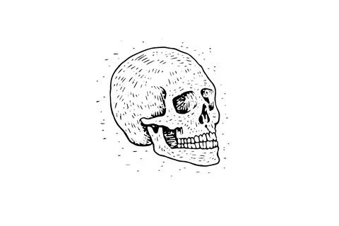 Vintage Human Skull Vector: Engraved Anatomy Illustration. Logo Simple Icon. Stock Illustration
