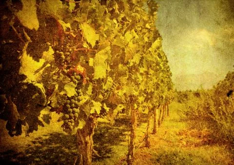 Vintage image of grape Stock Illustration