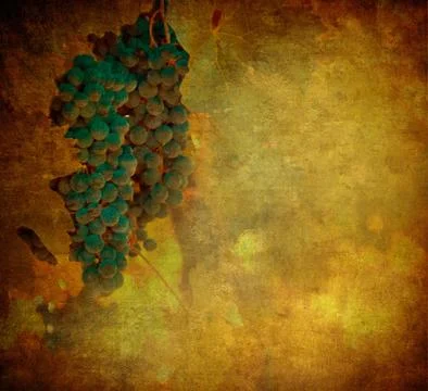 Vintage image of grape Stock Illustration