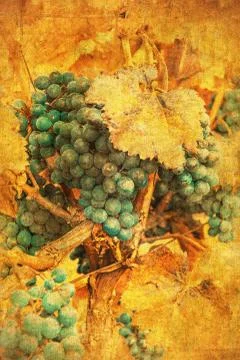 Vintage image of grape Stock Illustration