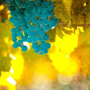 Vintage image of grape Stock Photos