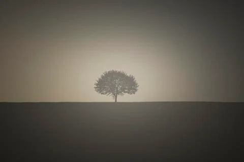 Vintage image with a single tree Stock Photos