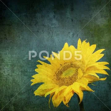 Vintage image of sunflower on grunge background Stock Photos