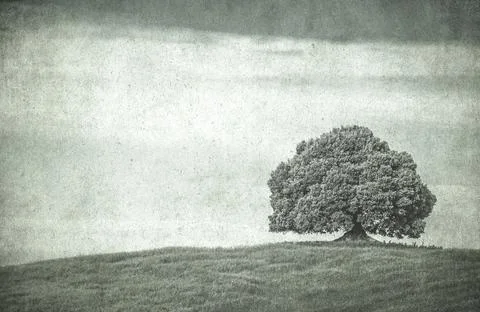 Vintage image of a tree in a field.. Stock Photos