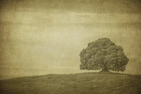 Vintage image of a tree in a field.. Stock Photos