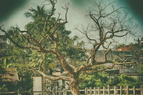 Vintage image of a tree Foto stock