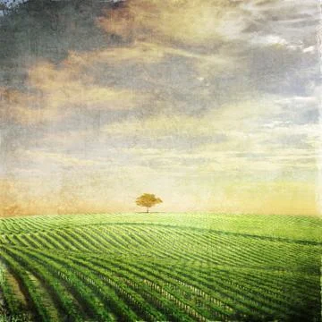 Vintage image of vineyard with cloudy sky and a small lonely tree Stock Illustration