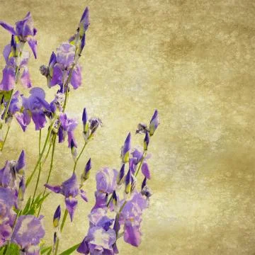 Vintage iris on paper Stock Illustration