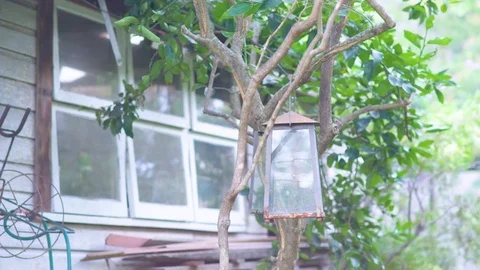 Vintage lamp hanging on tree Stock Footage 76138067