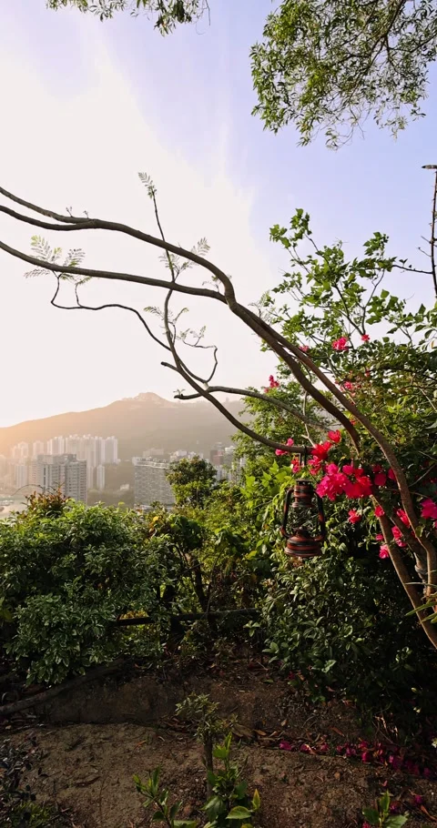 Vintage Lantern Hanging on Tree Overlooking City Skyline at Sunset Video stock 329733706
