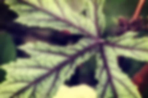 Vintage leaf blur background Foto stock