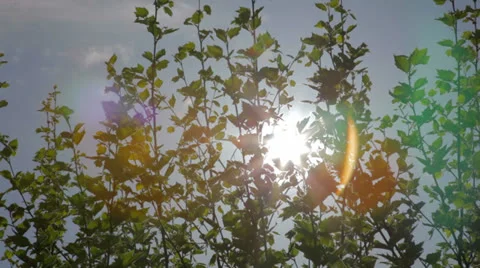 Vintage leaves of a tree in sunlight Stock Footage 24462801